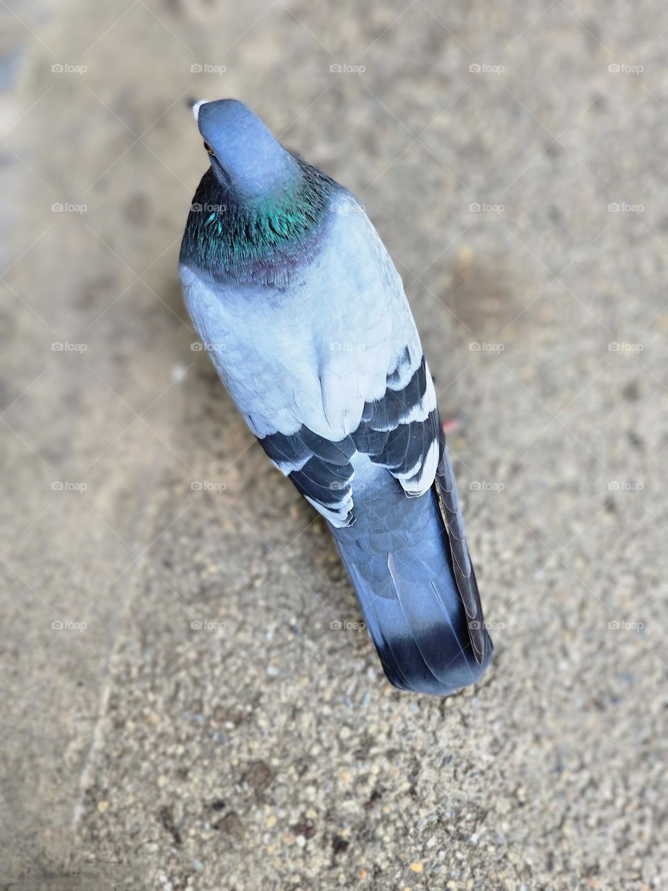 Pigeon wildlife at Hong Kong Victoria Park