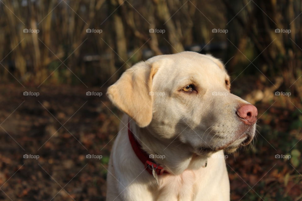 Labrador 