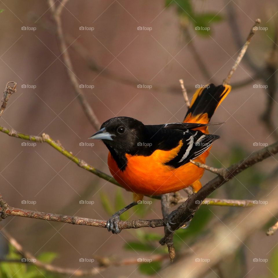 Baltimore oriole