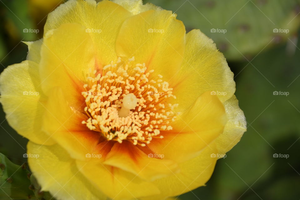 yellow prickly pear cactus flower