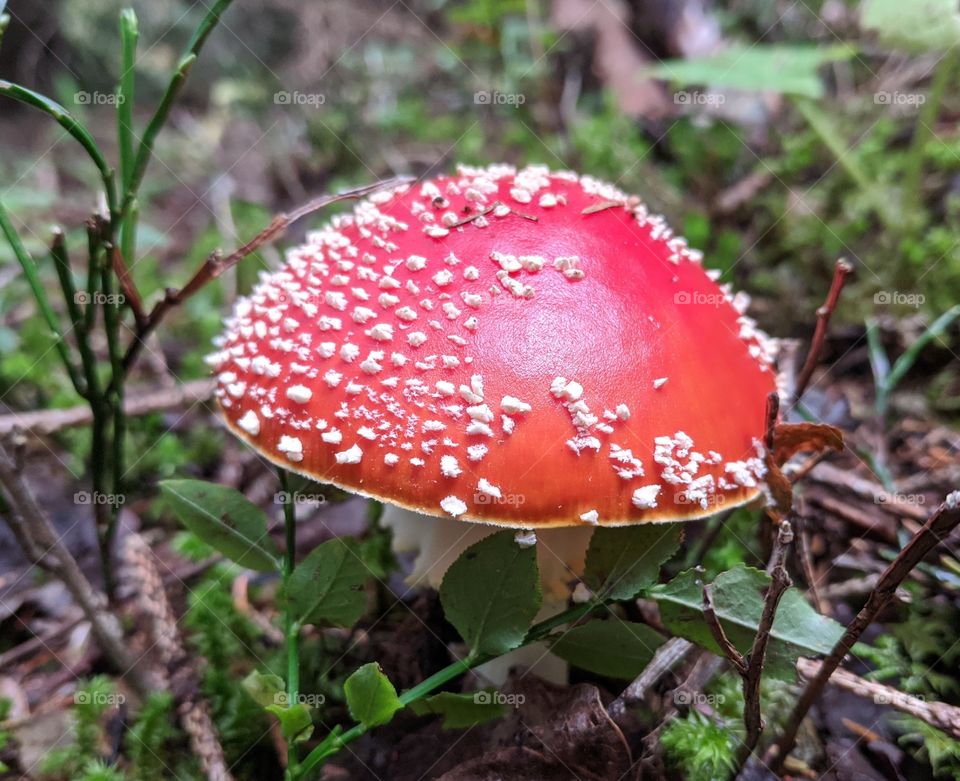 Single red mushroom in forest during autumn