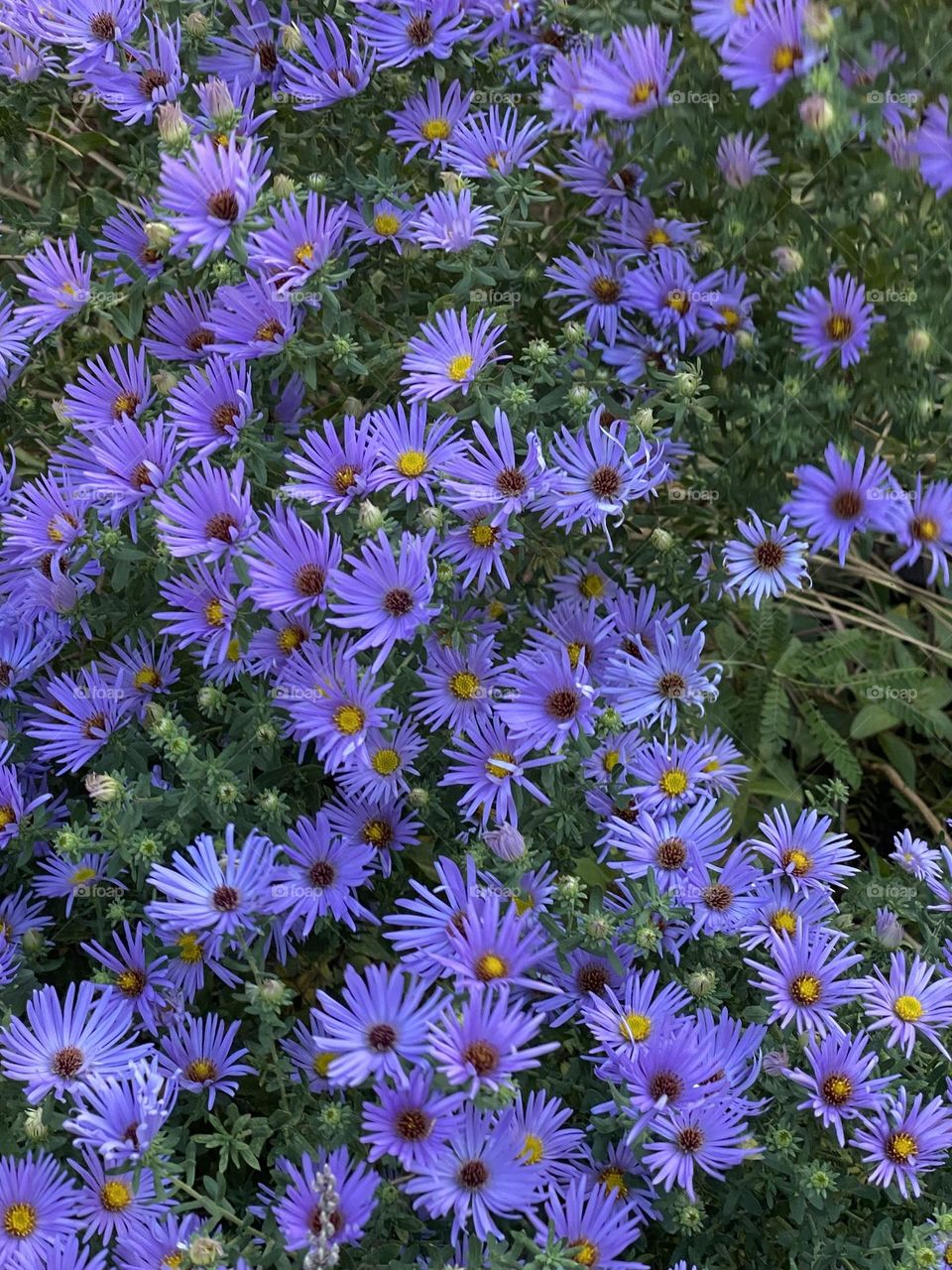 Purple lavender daisies  