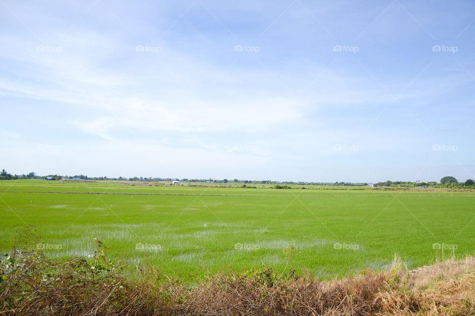 Green rice field in country thailand