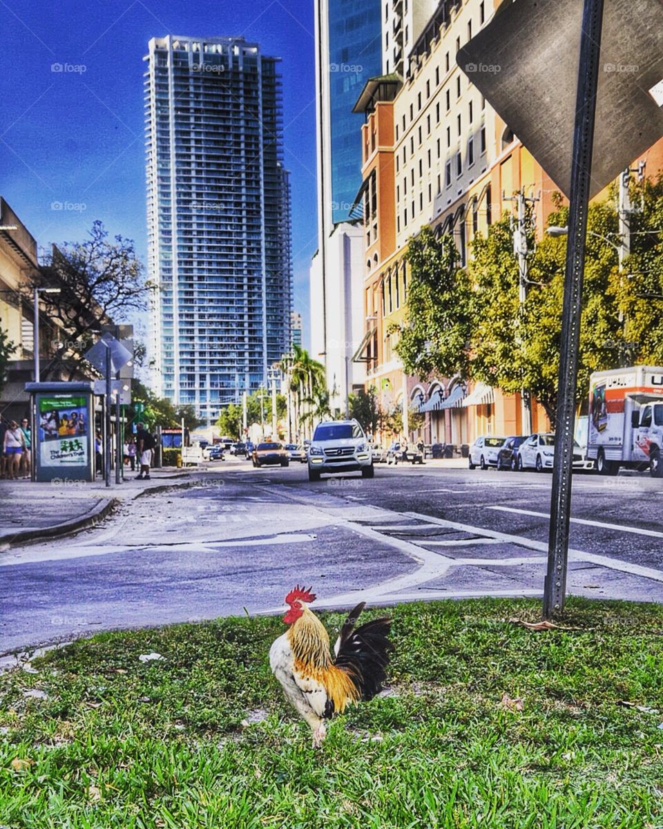 Cock in the city