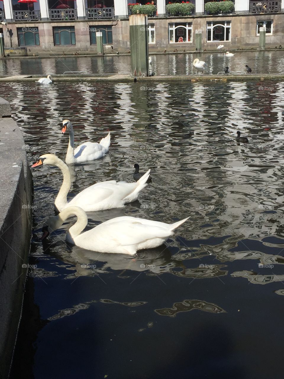 Swans