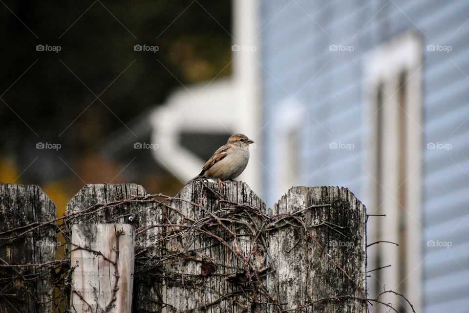 Small bird, female House Sparrow, perched on a fence