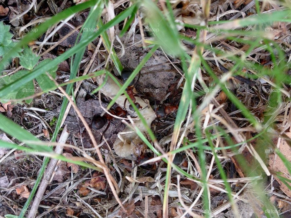 Ants in a grass and caterpillar 