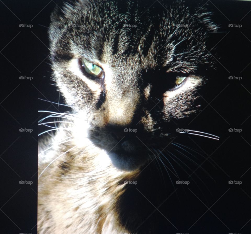 Annoyed. Not happy his nap was interrupted for a photo