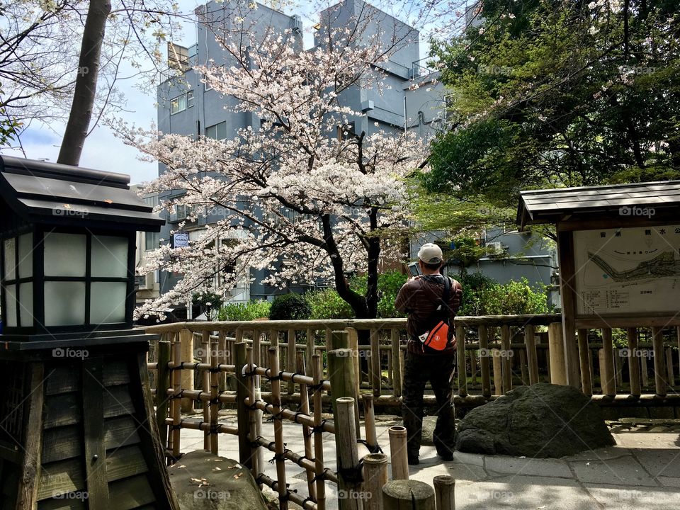 Man photographing cherry blossoms in Tokyo. 
