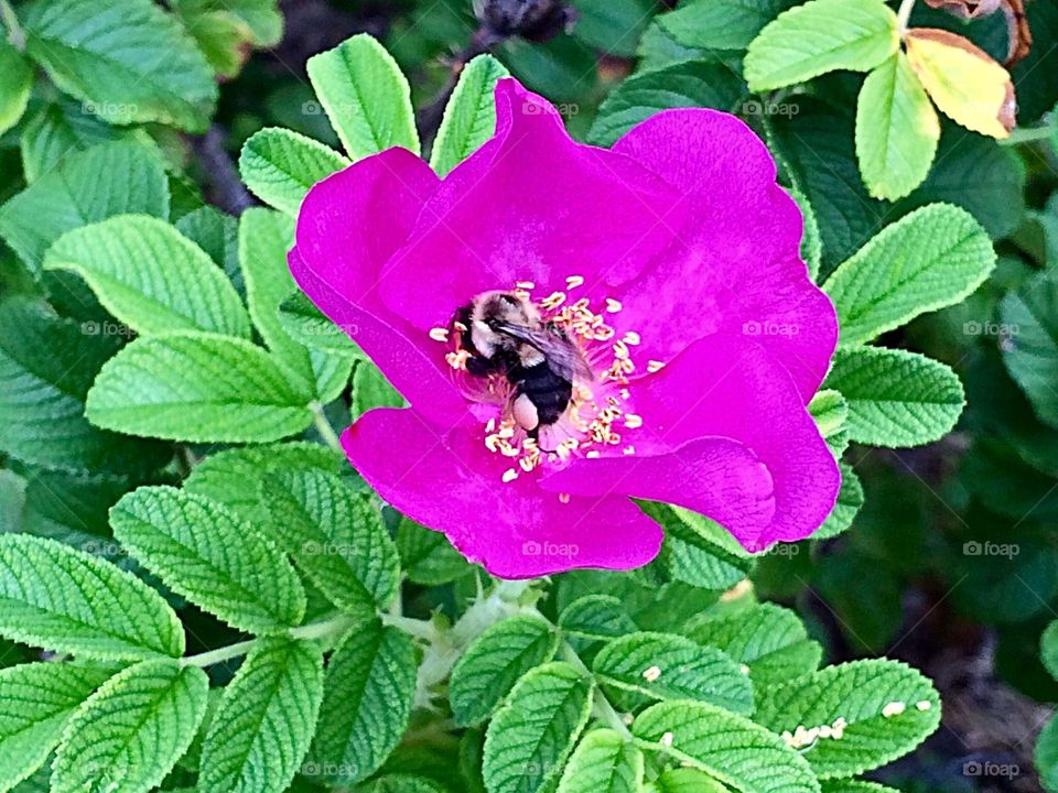 Bee on a wild rose