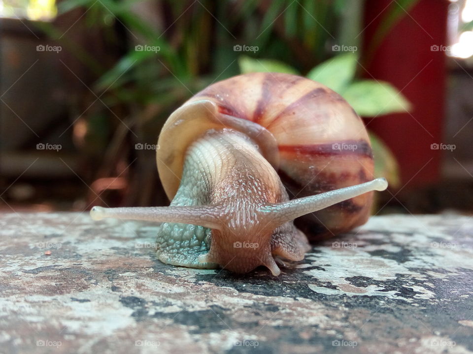 Beautiful snail 