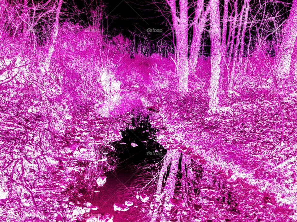 Creek side reflections 