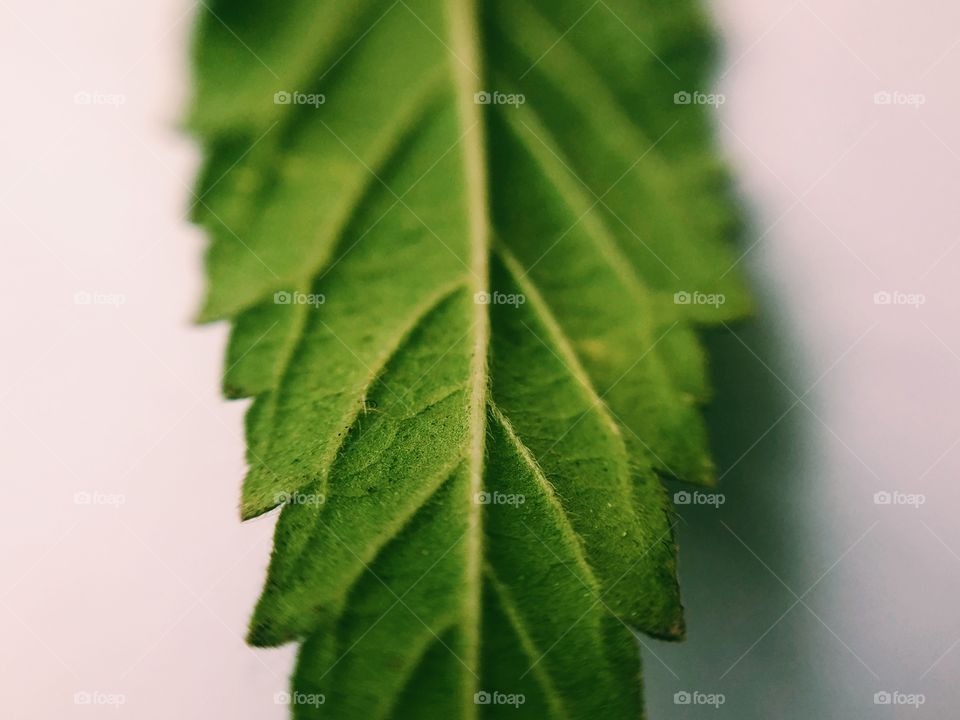 Closeup of a leaf 