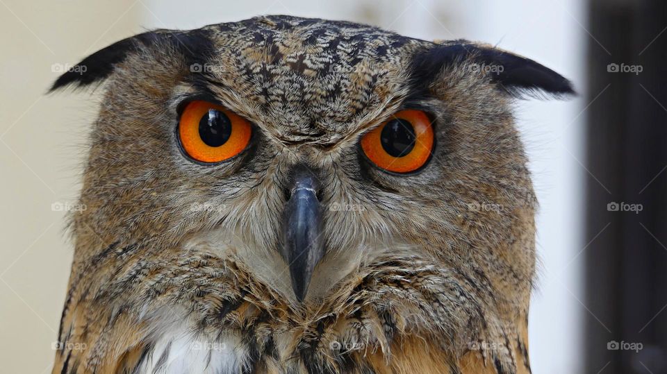 Angry Owl - Chased him away from attacking a cat - Anger is an emotion characterized by antagonism toward someone or something you feel has deliberately done you wrong