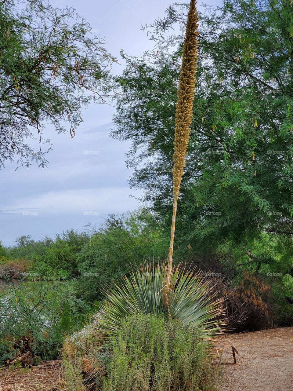 Desert Spoon Succulent in Summer