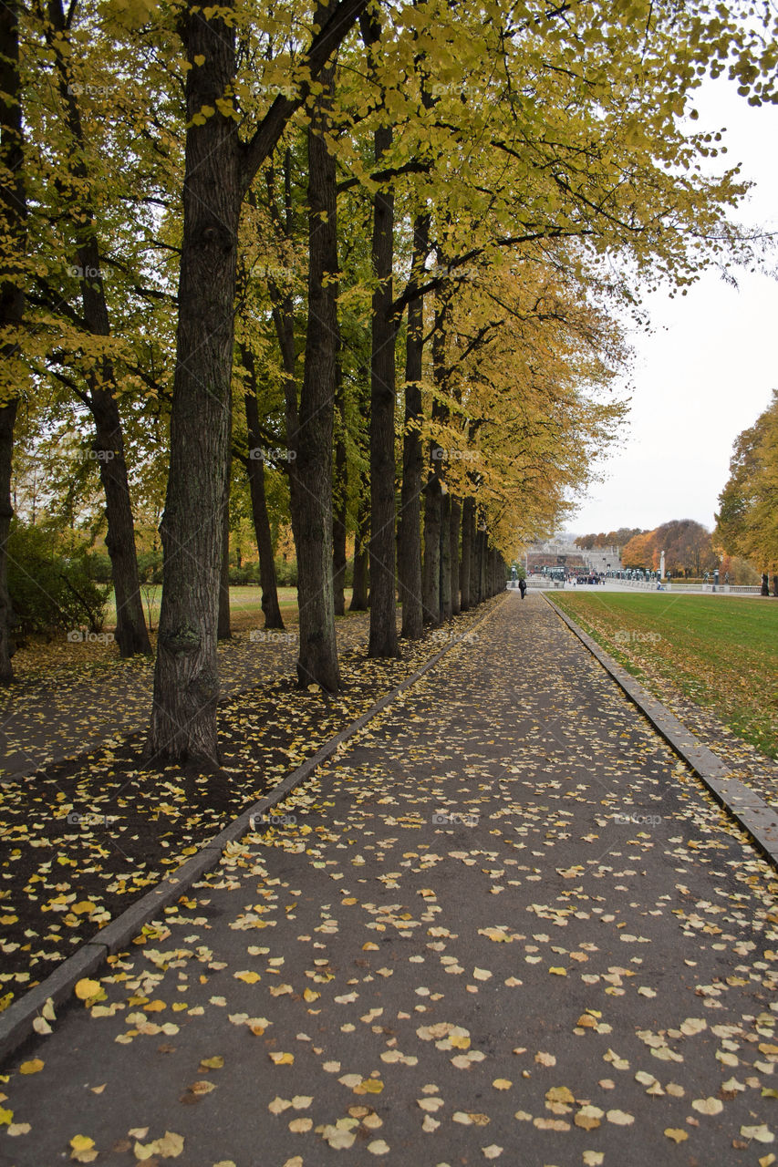 norway tree park autumn by nader_esk