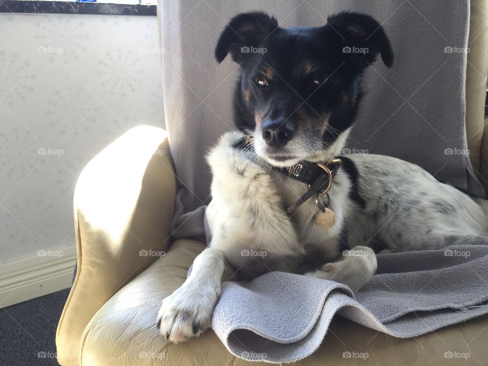 Dog on furniture 