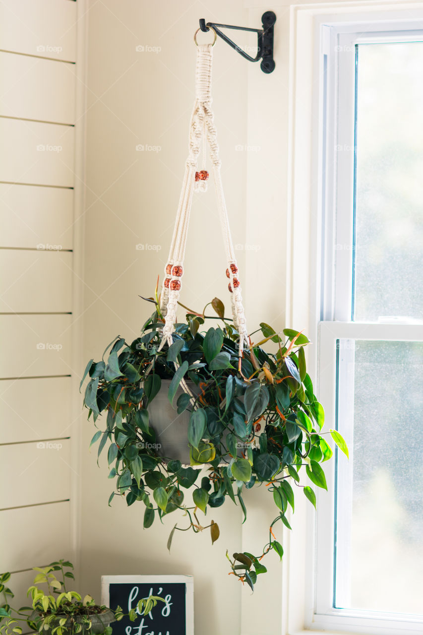 Heart Leaf Philodendron in Macrame Hanging Pot