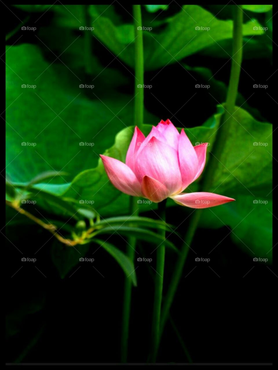 I love lotus flower