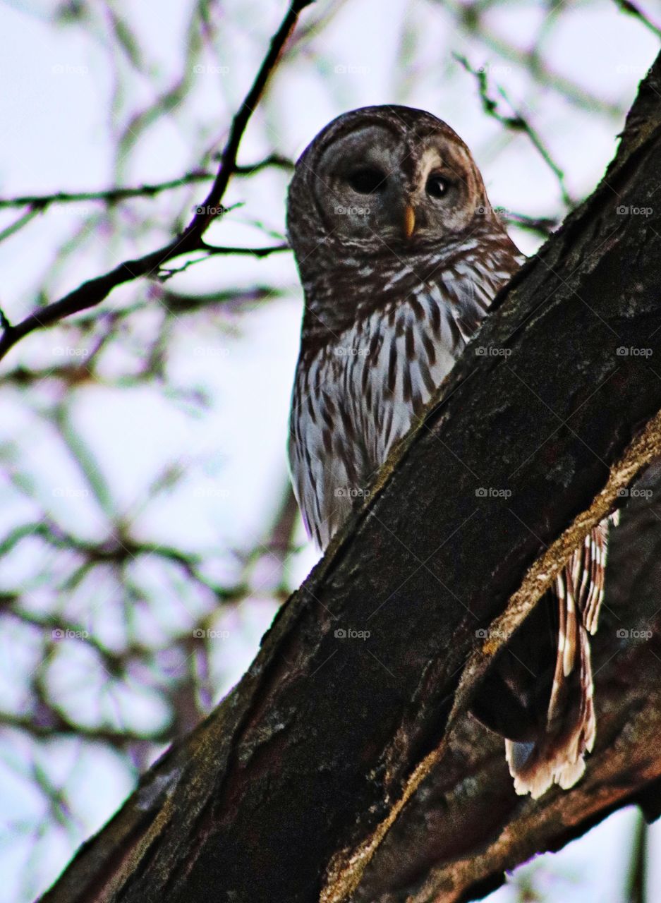 Barred owl watches for prey from its perch in a locust tree on an early spring evening. Side lit by setting sun. 