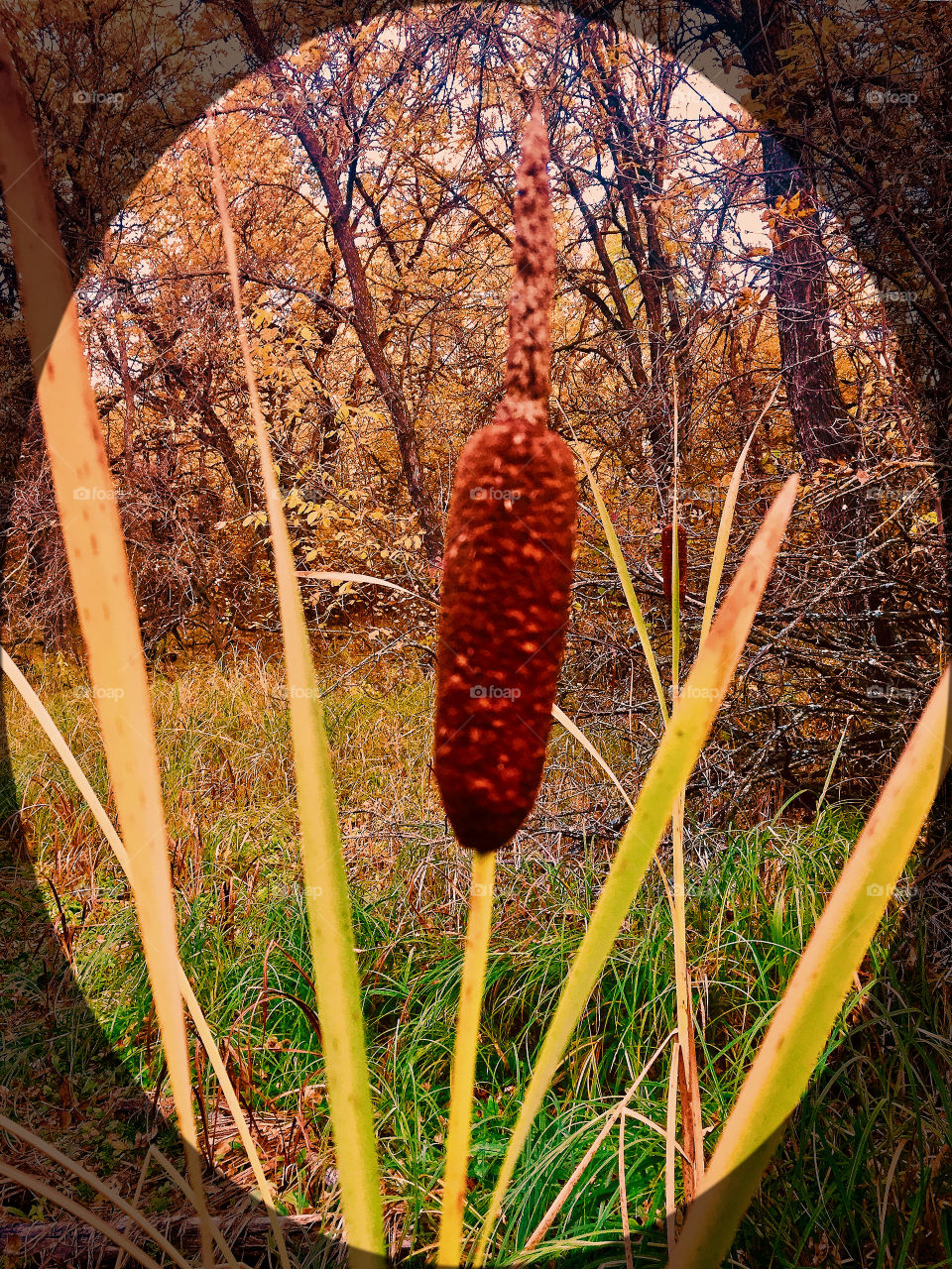 Cattail 