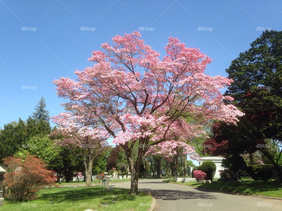 Pink tree