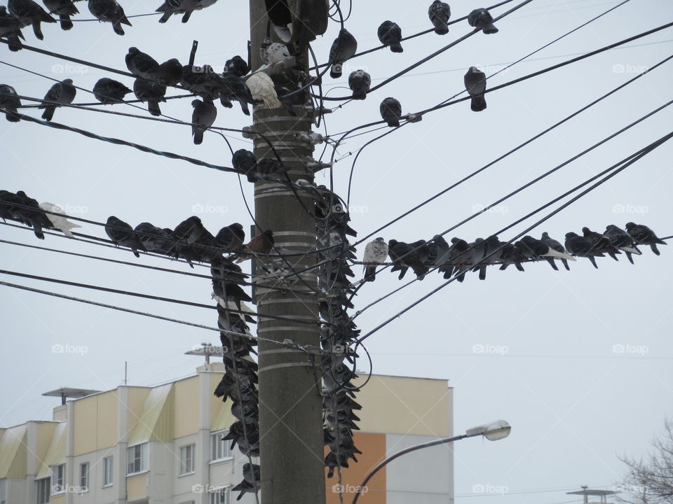birds on the wires