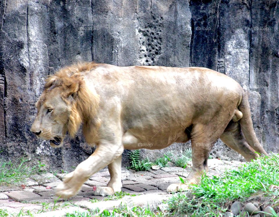 lion. the "old" lion in the zoo
