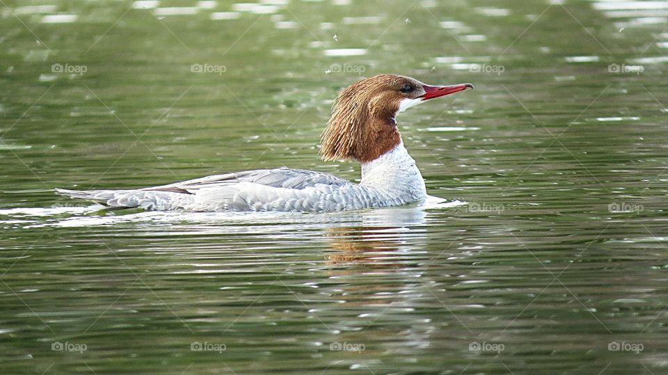 Female Merganser cruising waters