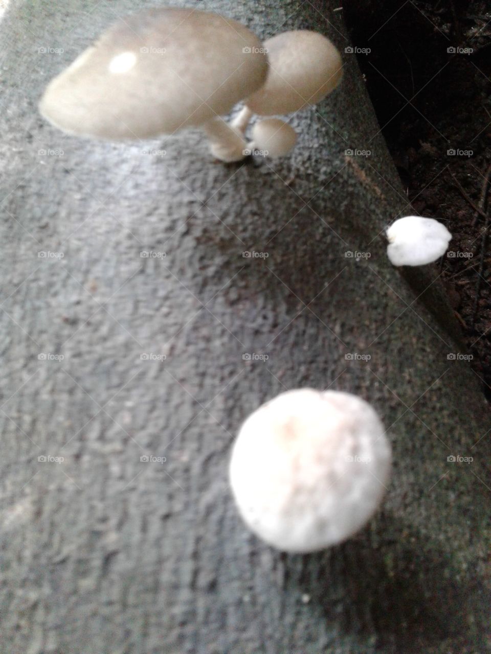 Mushroo