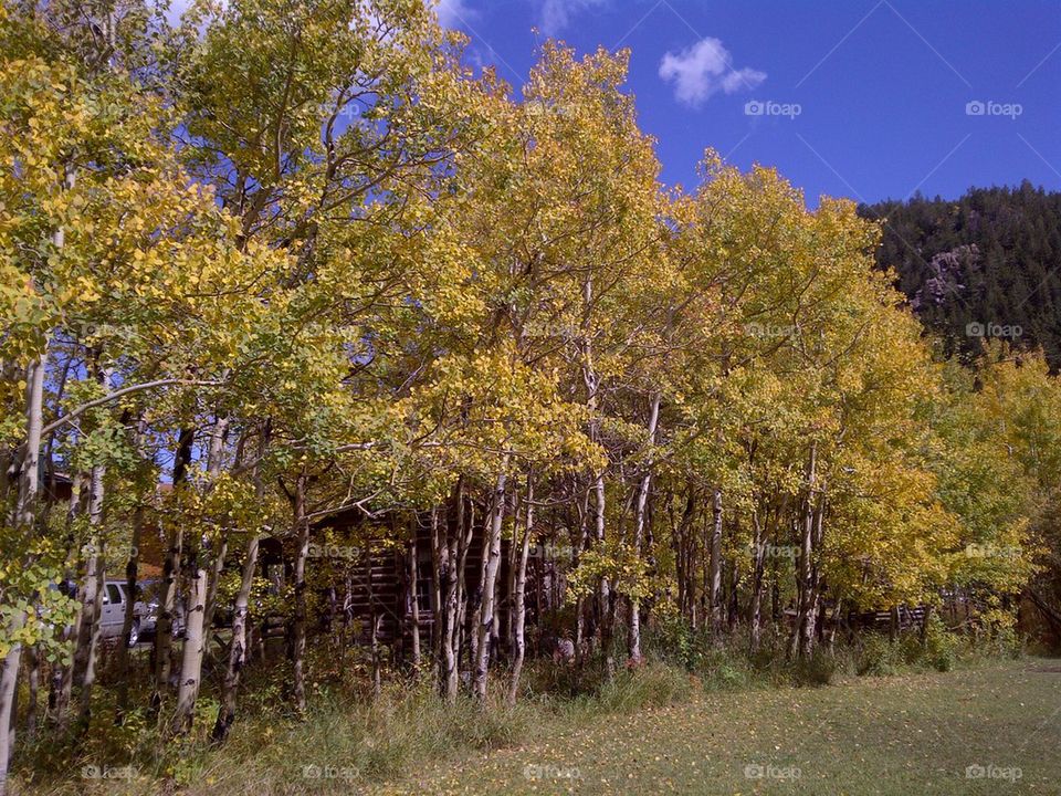 Aspen Grove