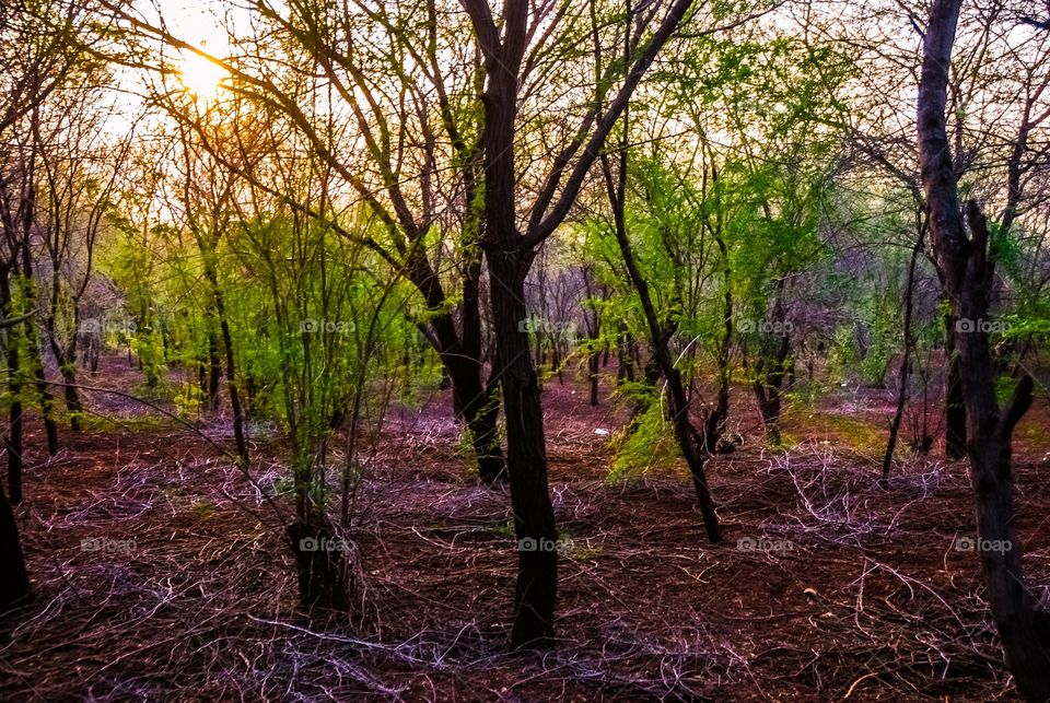 View of trees in forest