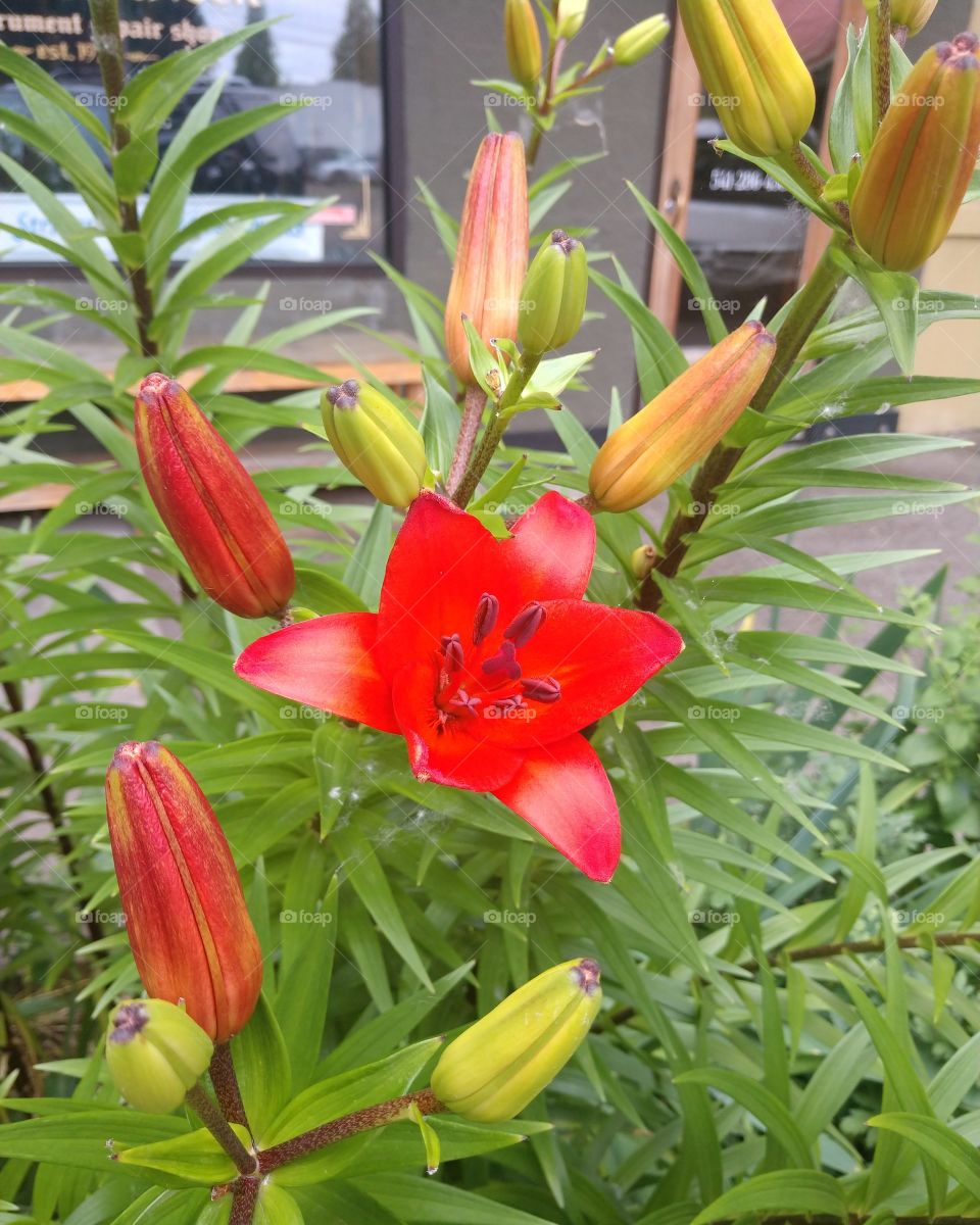 red lily