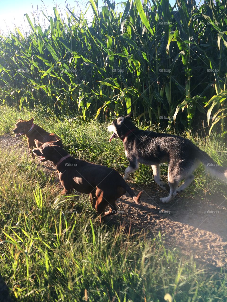 Beautiful dogs running through corn fields 