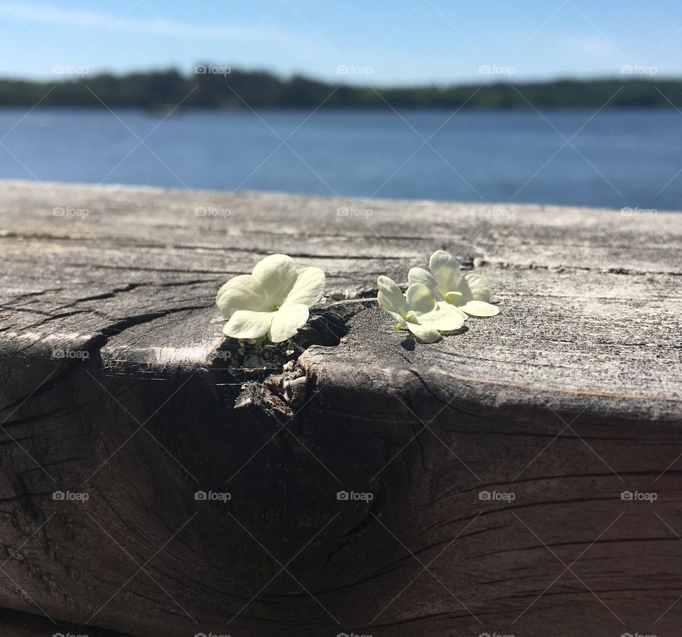 White flowers and water