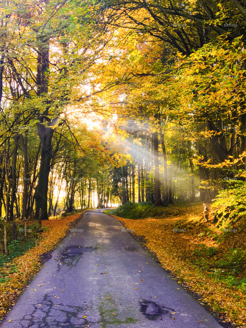 Autumn Forest Road 