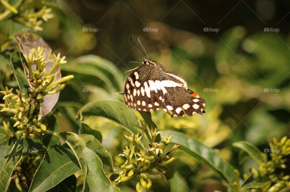 Butterfly in flight