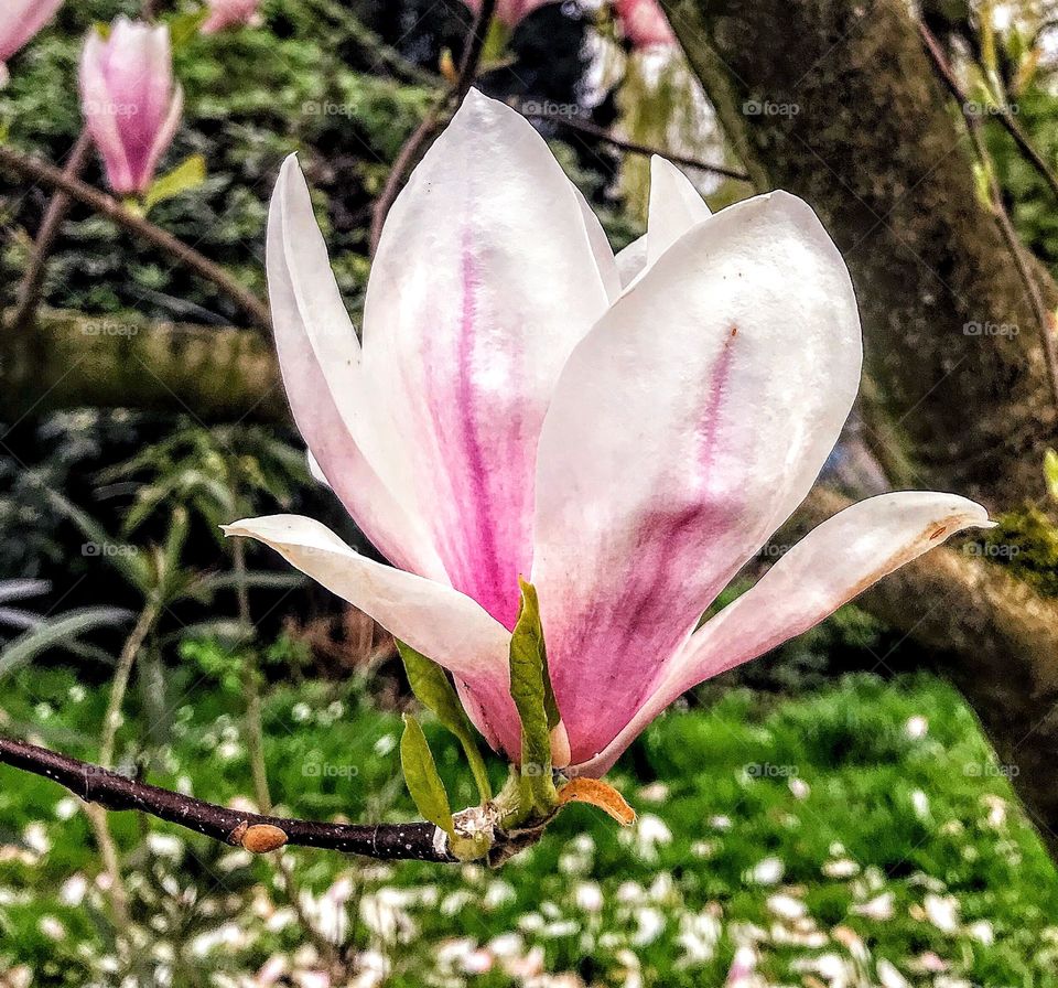 Japanese Magnolia Bloom