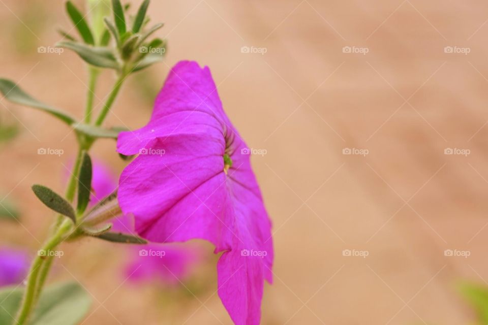 Close up shot of a flower