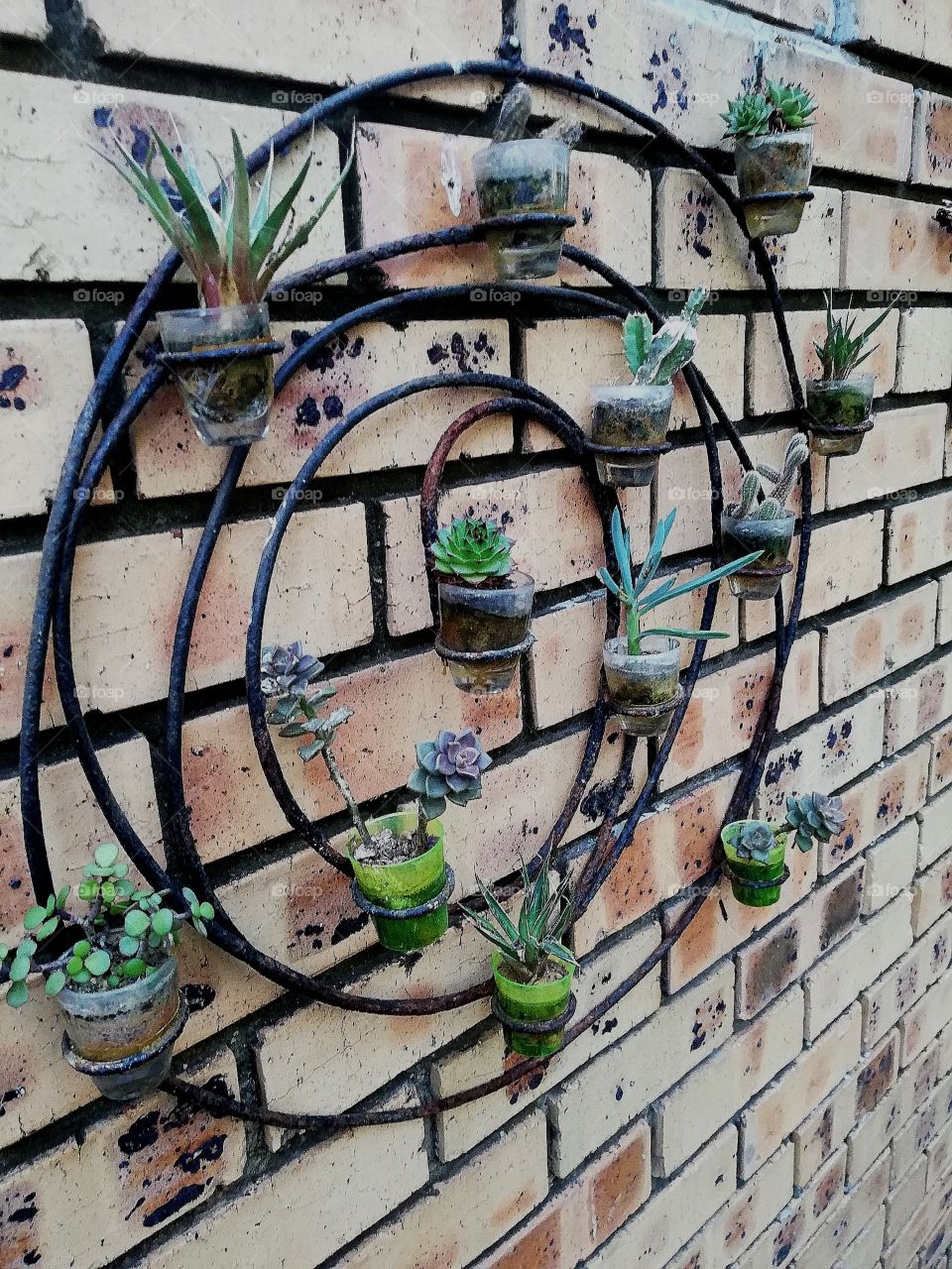 Decorative vertical succulent holder nade with rustend wire and tot glasses.