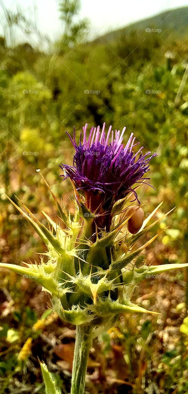 Thorn, spring time