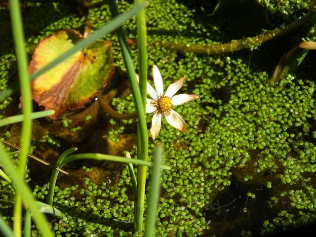 Pond life