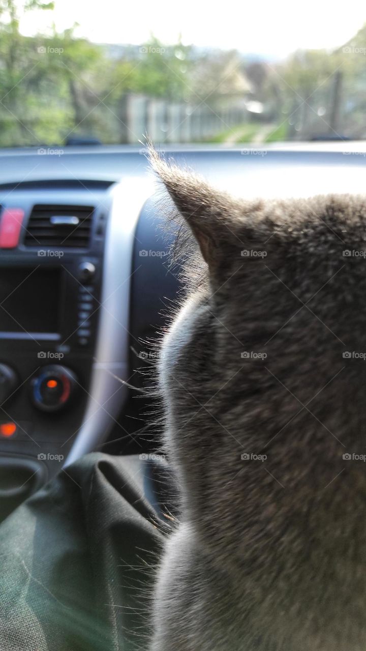 Gray british cat travels in s car