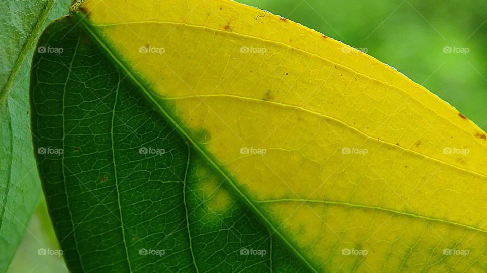 leaf slowly turning to yellow colour from green