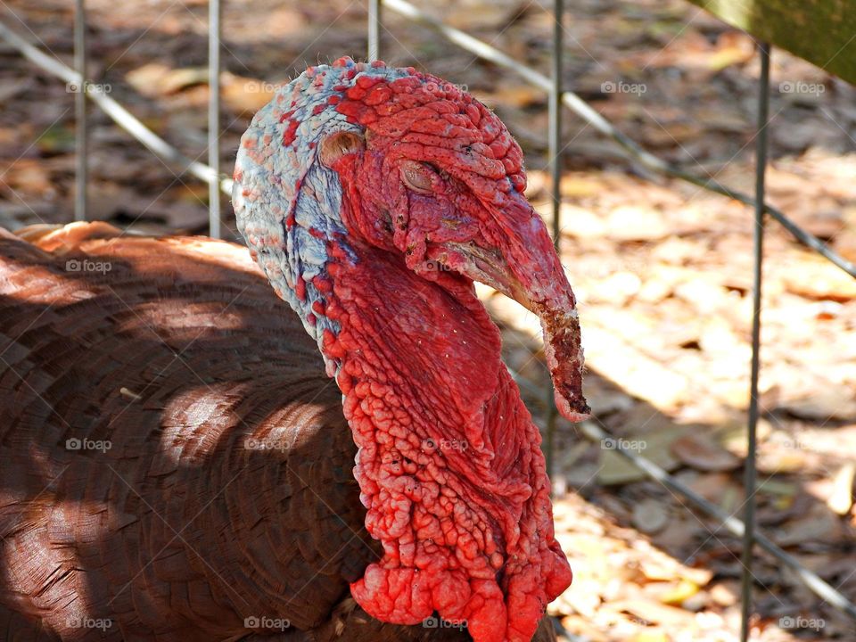 Unusual sus-pets! A close up of a domesticated turkey showing off his long red neck and feathers 