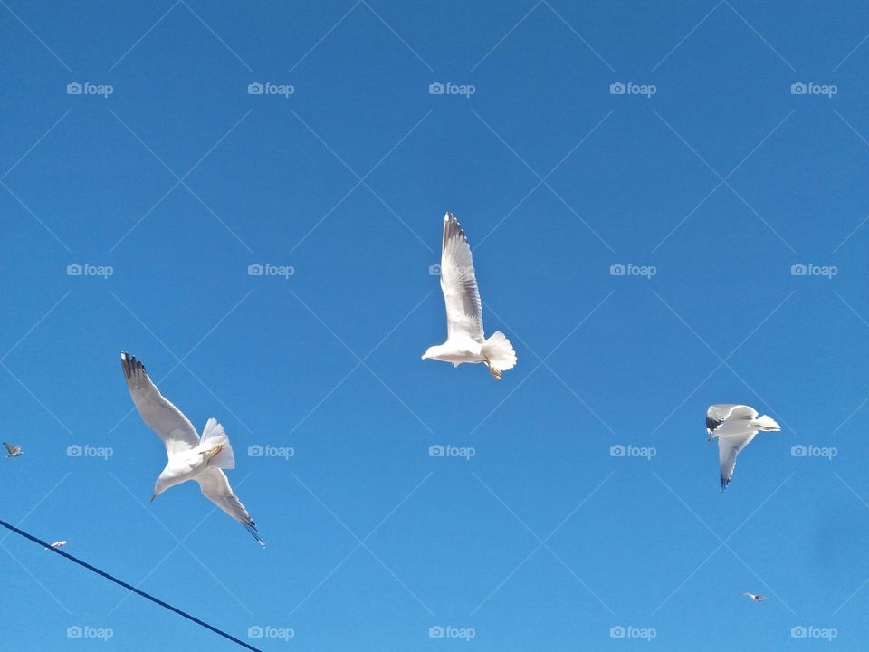 Beautiful flock of  seagulls flying cross the sky at essaouira city in Morocco.