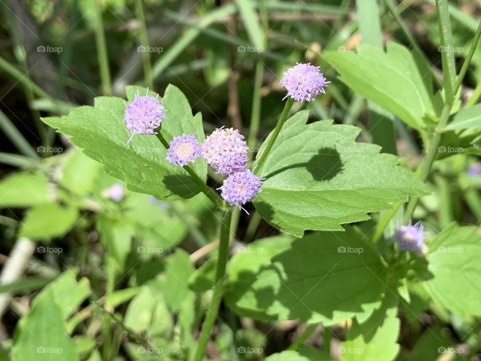 Portrait of a plant.