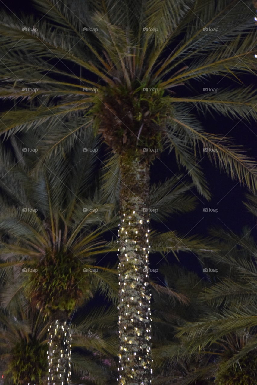 Florida Palms at Night