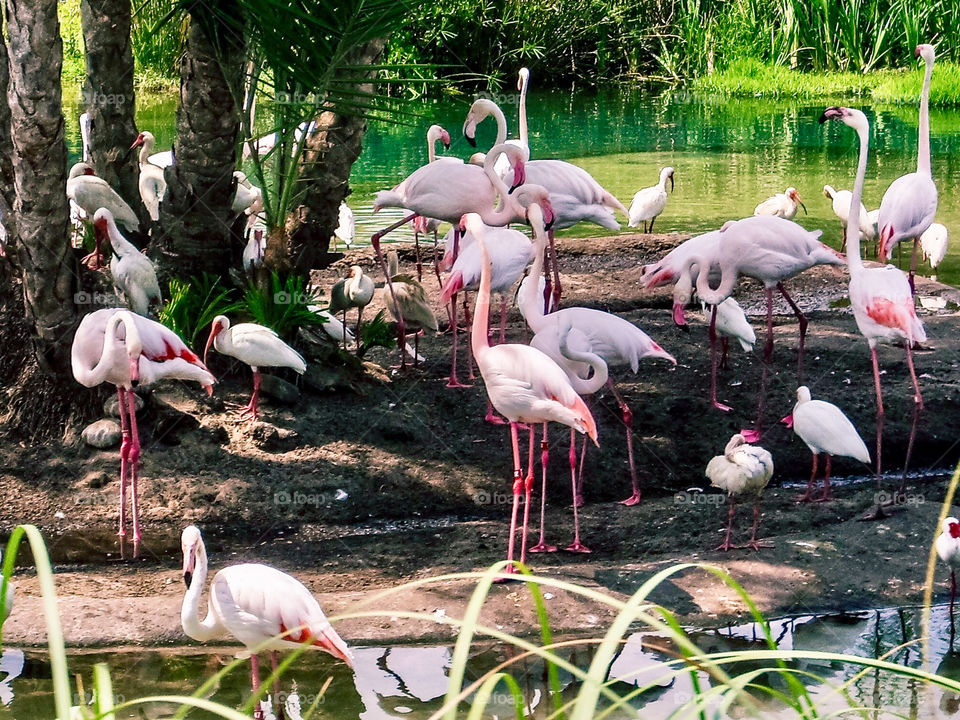 Pink flamingos in the wild on the island surrounded by water marshland and green grass