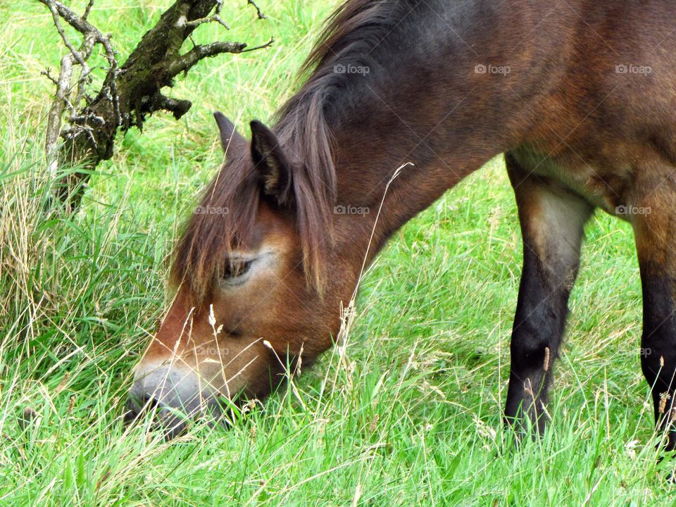 chomping Exmoor pony